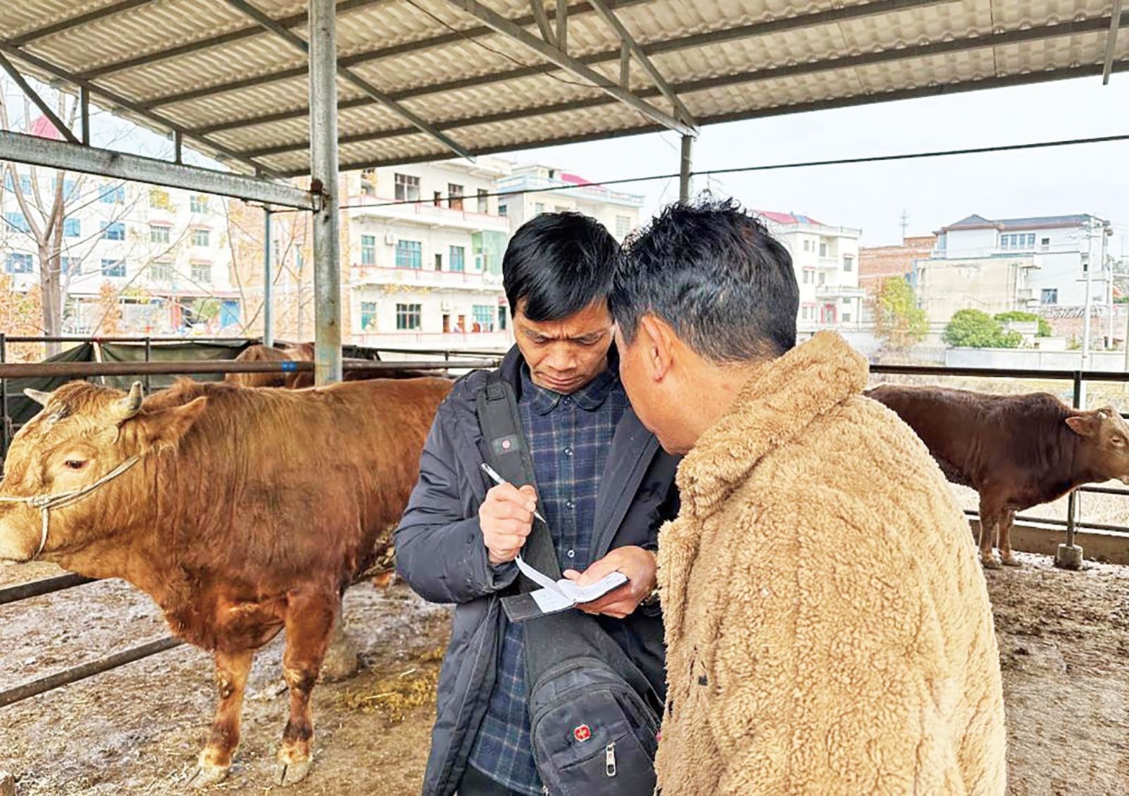 進口牛肉衝擊市場