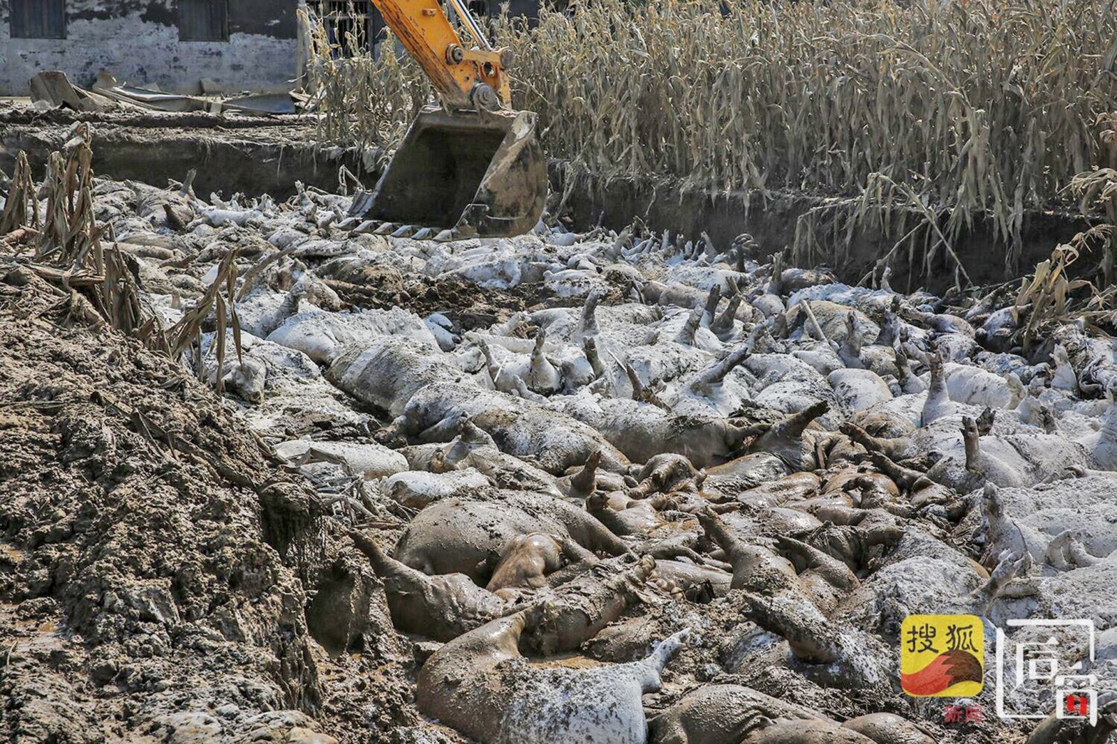 山東壽光災後重防疫
