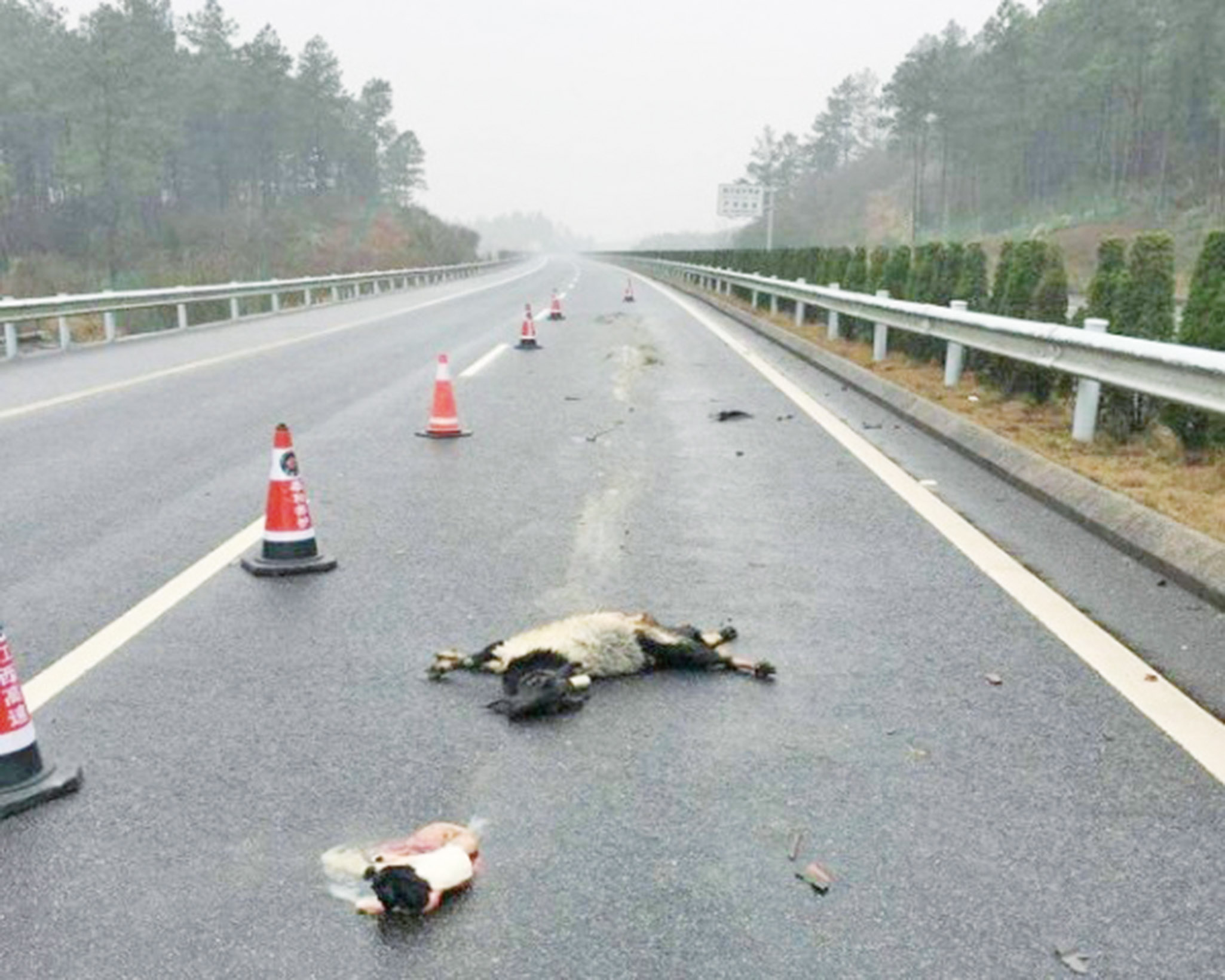 山西母羊闖高速被撞死