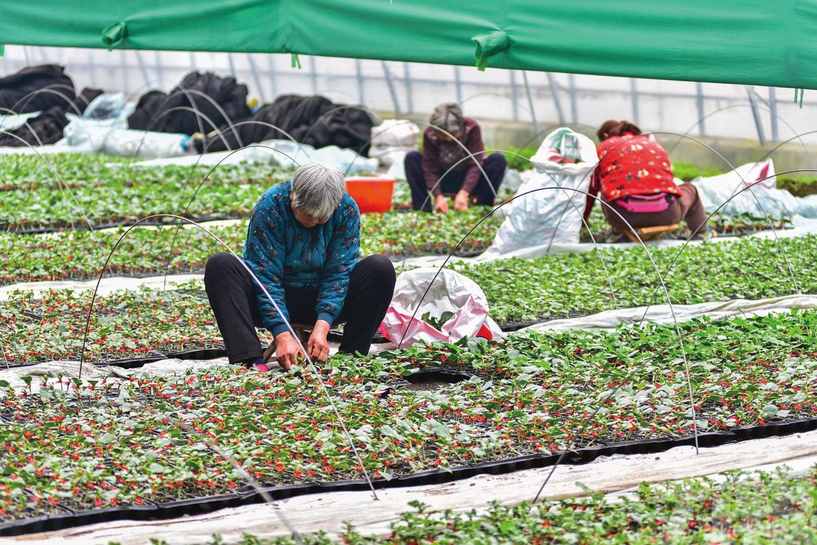 去年農民人均可支配收入達兩萬元