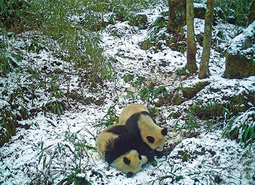 習近平：支持保護生物多樣性