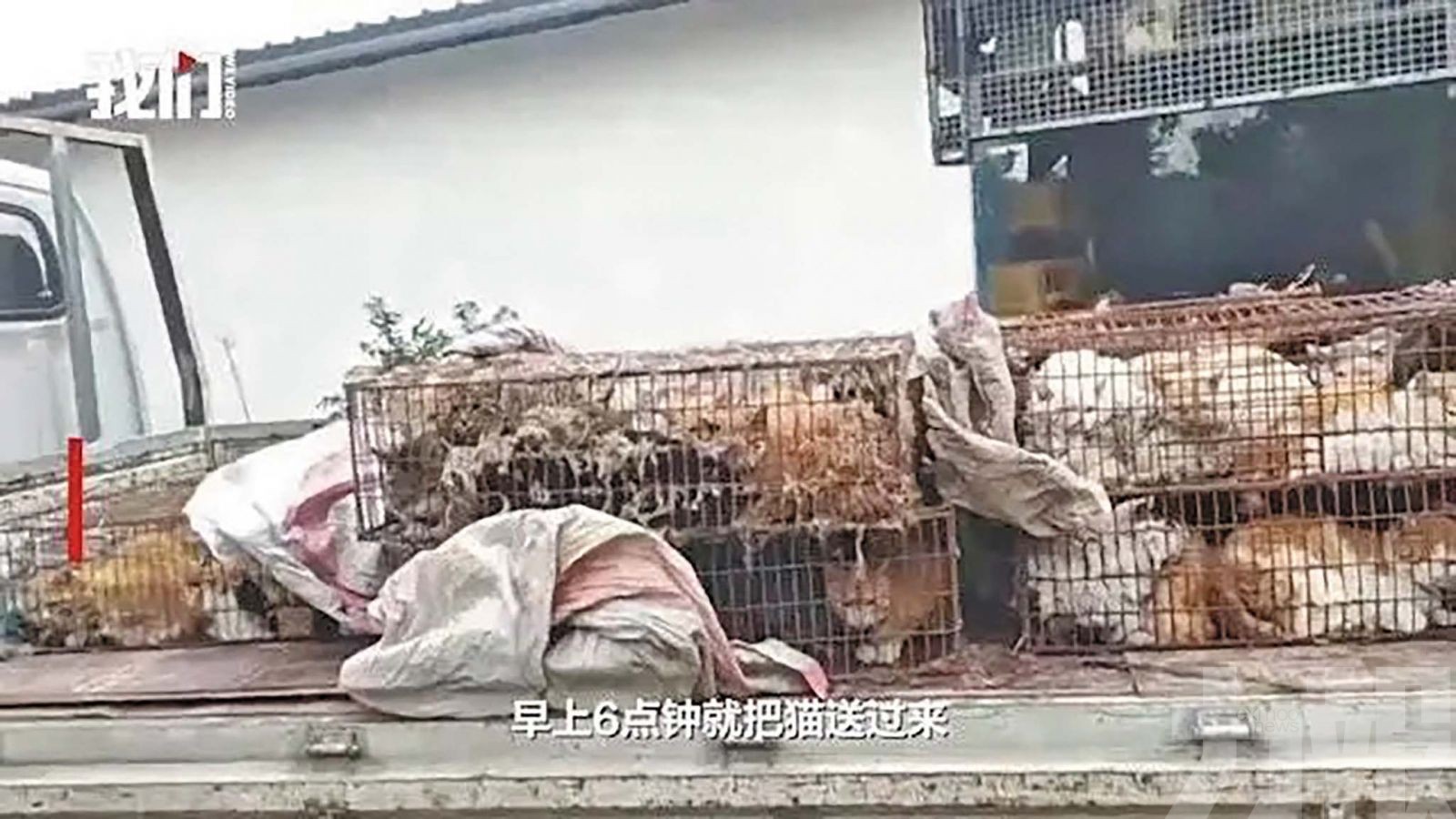 成都豬肉加工場圈養131隻貓