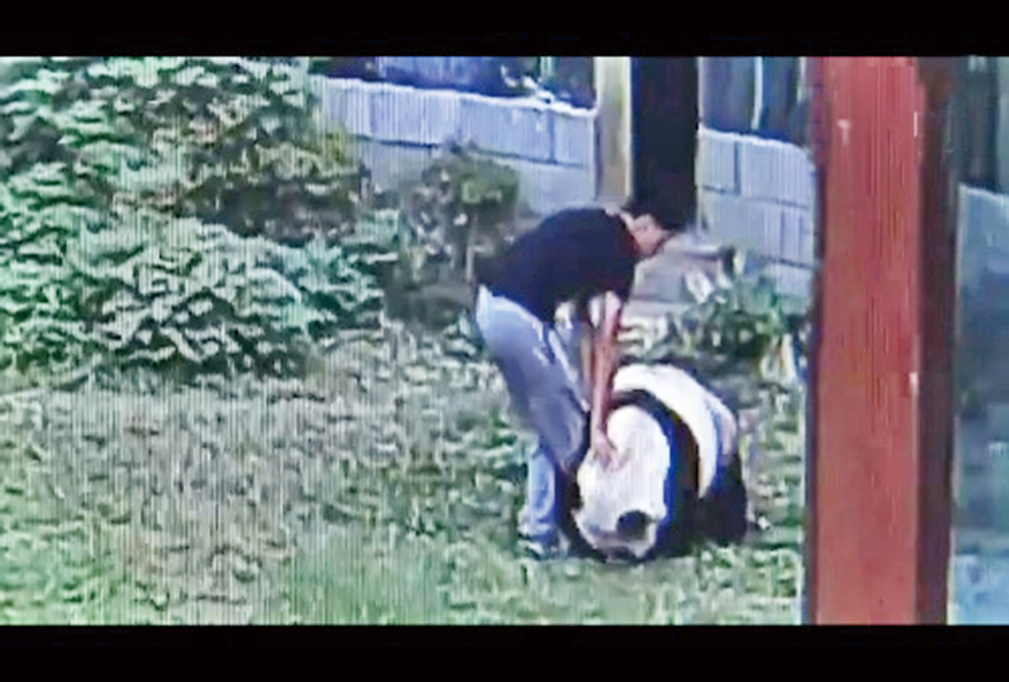 江西男挑逗熊貓不果