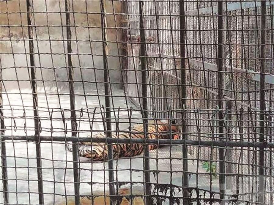 河南馬戲團逃脫老虎