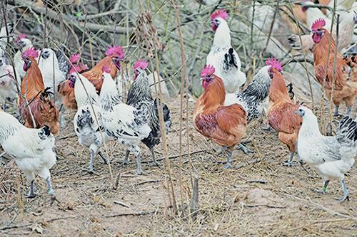 粵H7N9 病毒突變