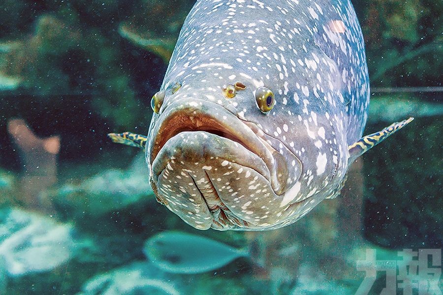 海關總署今起禁進口台灣石斑魚
