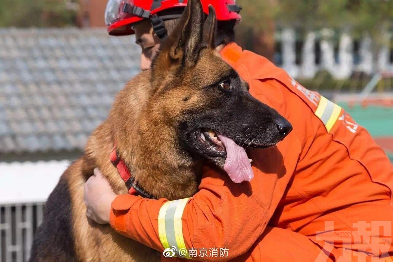 川震最後搜救犬離世