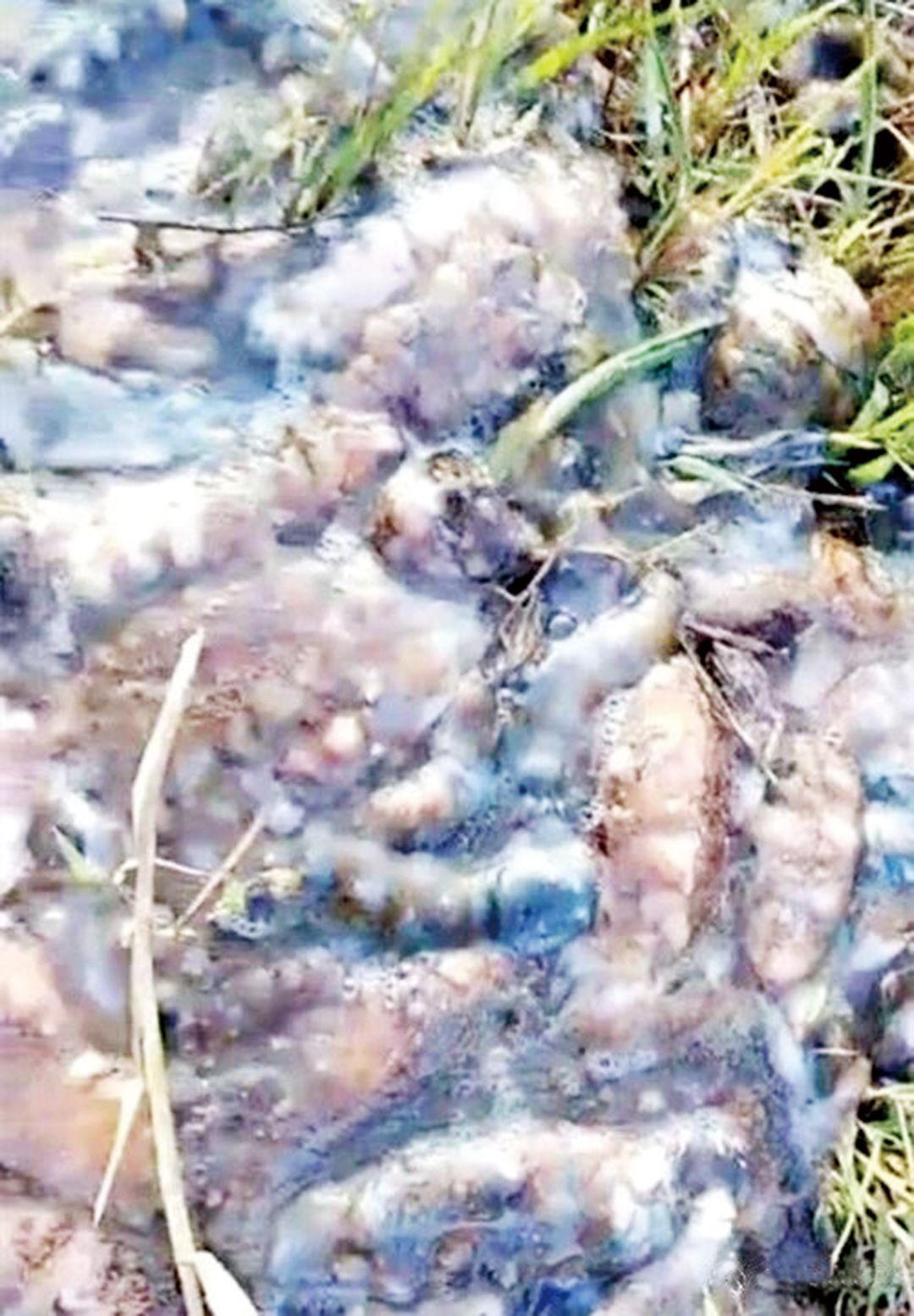 遼寧高溫熱死海參