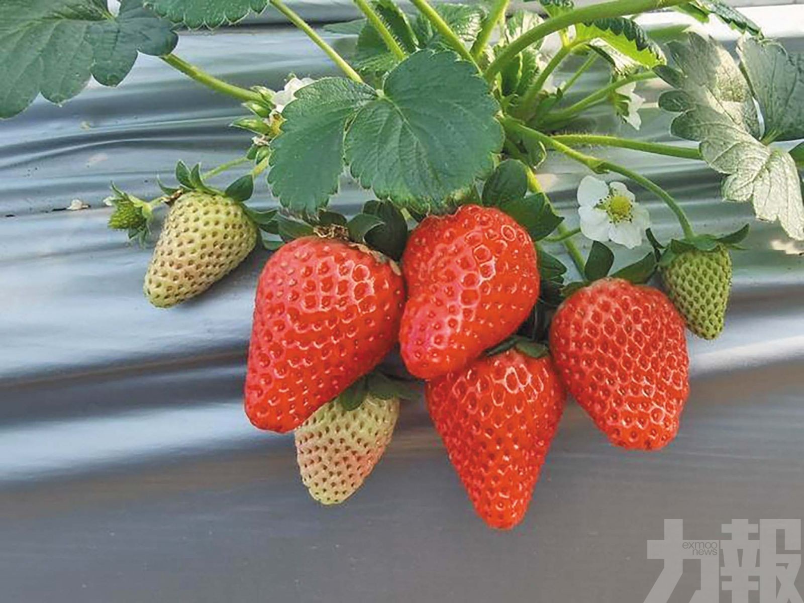 中國栽種草莓近300萬畝