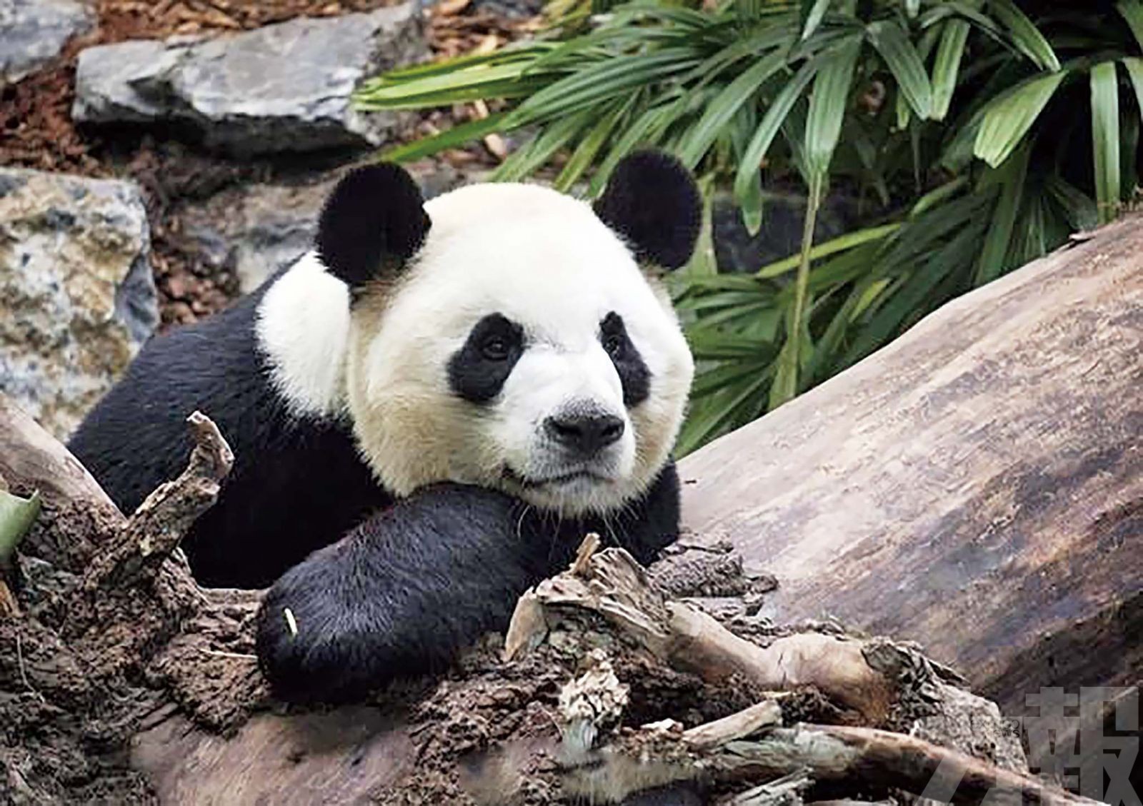 疫情影響鮮竹供應