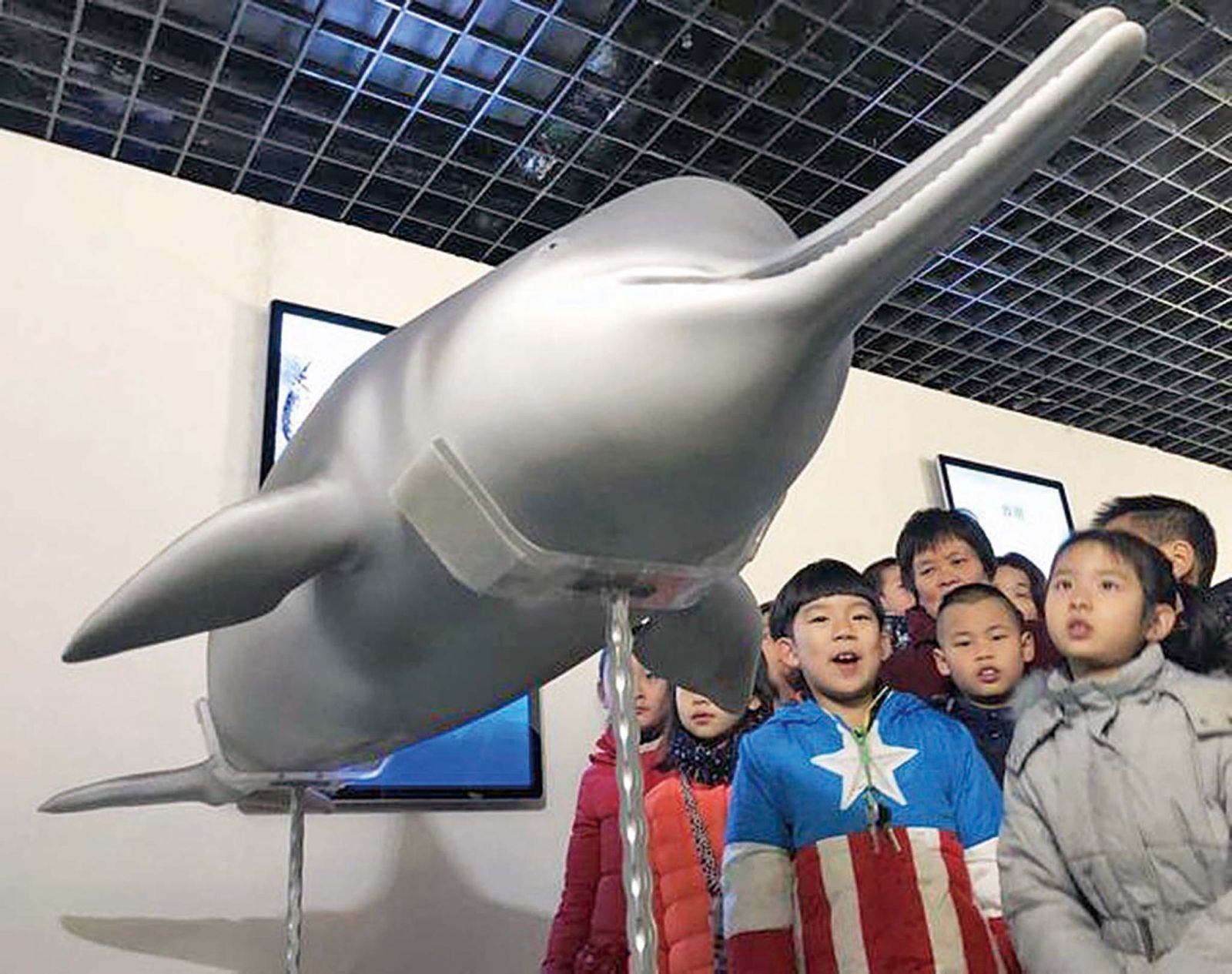 白鱀豚3D 標本展