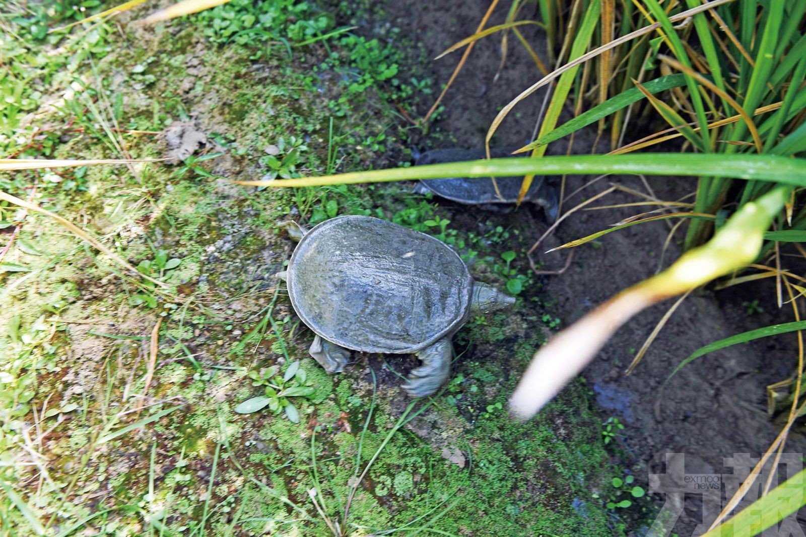 未列禁食野生動物名錄