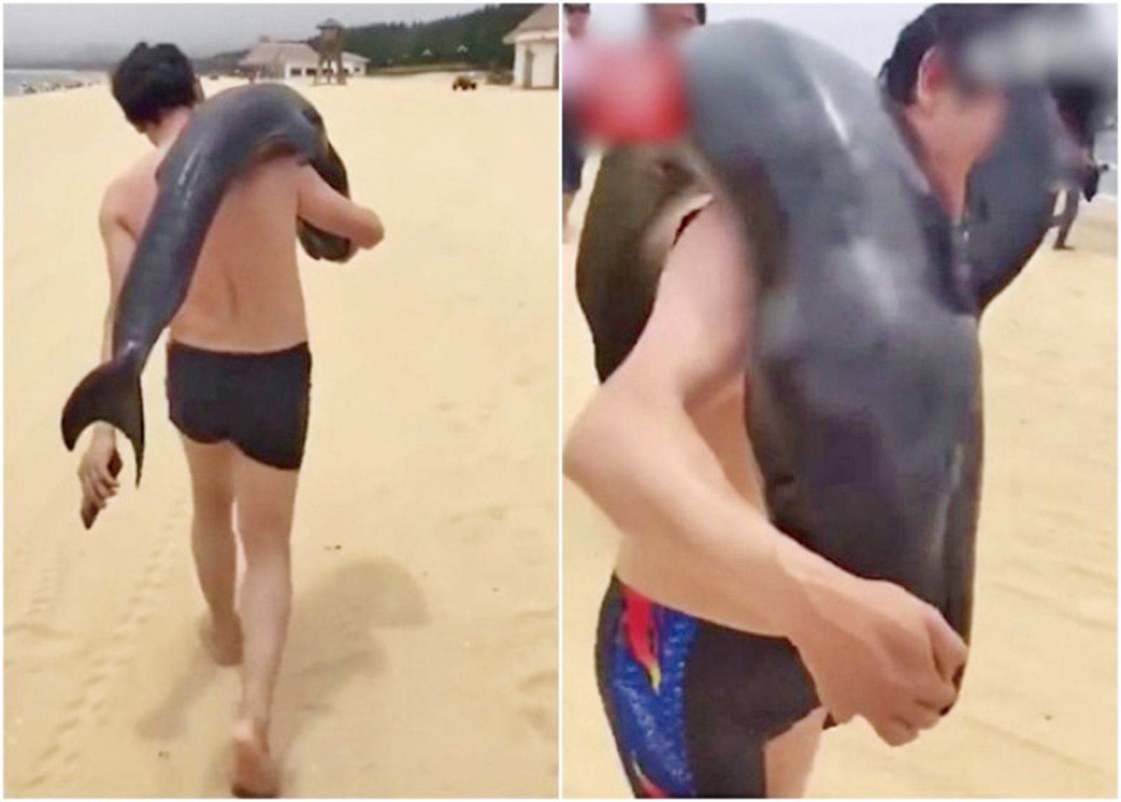 海豚擱淺海灘死亡