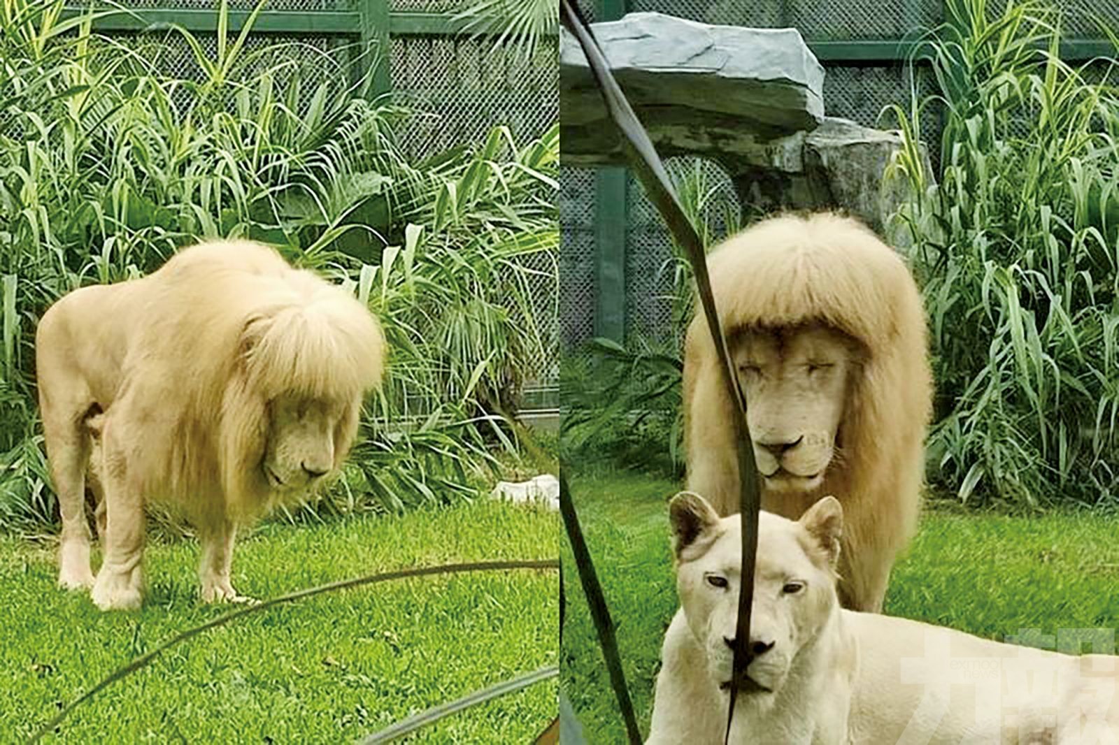 廣州動物園雄獅竟有「齊瀏海」
