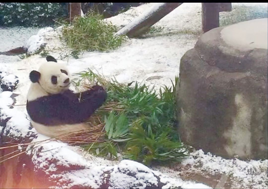 旅美大熊貓「樂樂」離世