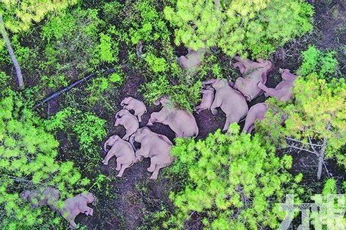 獨象離群八天因叛逆期？