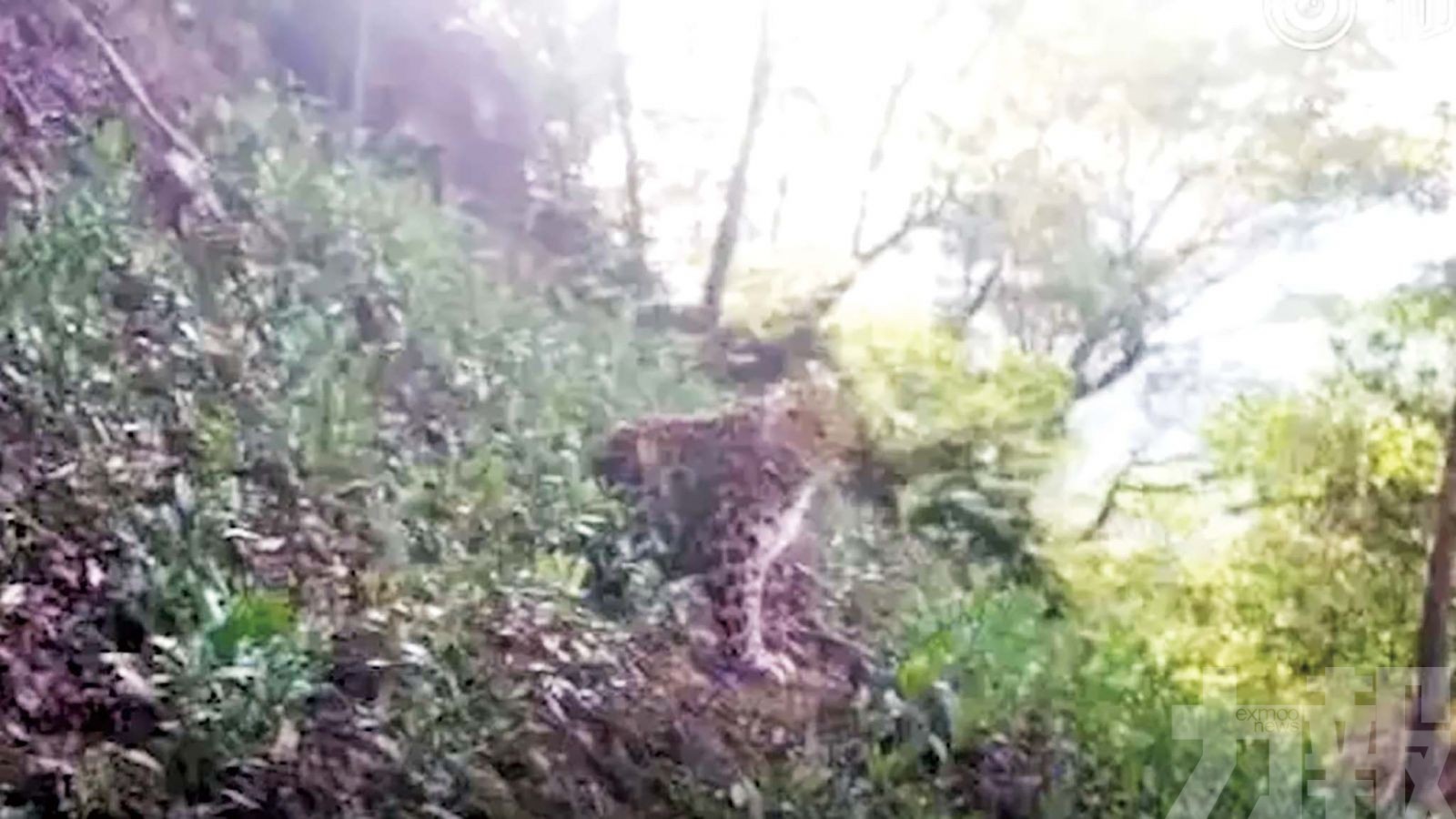 杭州動物園三幼豹出逃